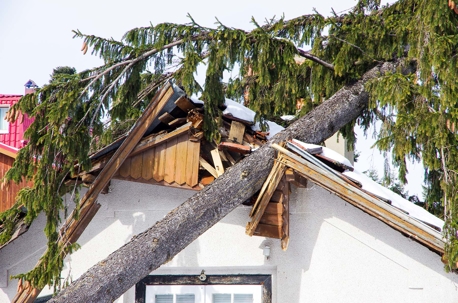 Tree fallen over house